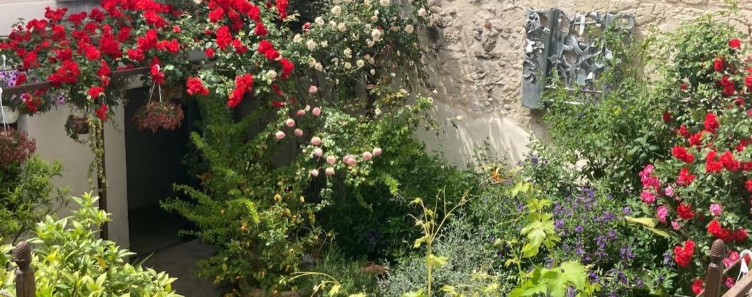 Patio fleuri de roses rouges et blanches contre un mur de pierre, photo d’ouverture du site Augustins 1261 à Avignon