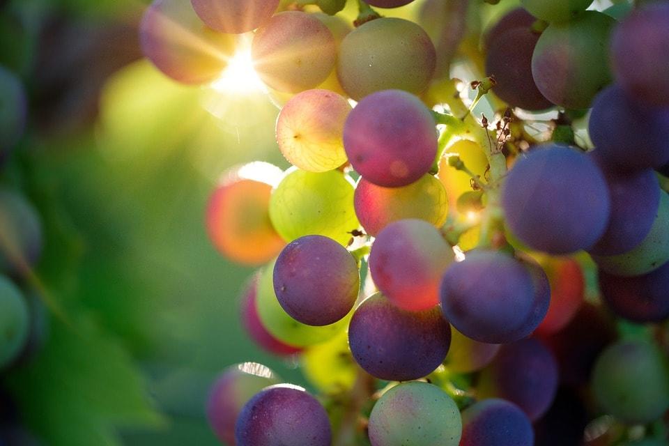 creer site web vignoble